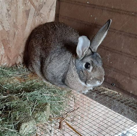 LOS ANGELES Rabbit rescue groups across Southern California are again urging people not to purchase bunnies as Easter gifts for children, saying that what begins as a well-intentioned gesture. . Where to buy san juan rabbits